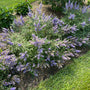 Rock Steady™ Chastetree hedged in the garden.
