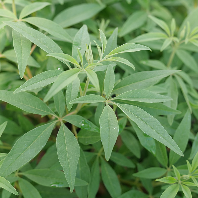 Rock Steady™ Chaste Tree For Sale | Proven Winners – Great Garden