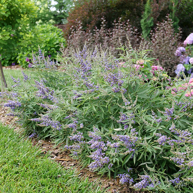 Rock Steady Chastetree shrub with purple flowers in late spring. 