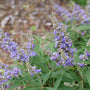 Close up of Rock Steady Chastetree purple bloom in late spring.