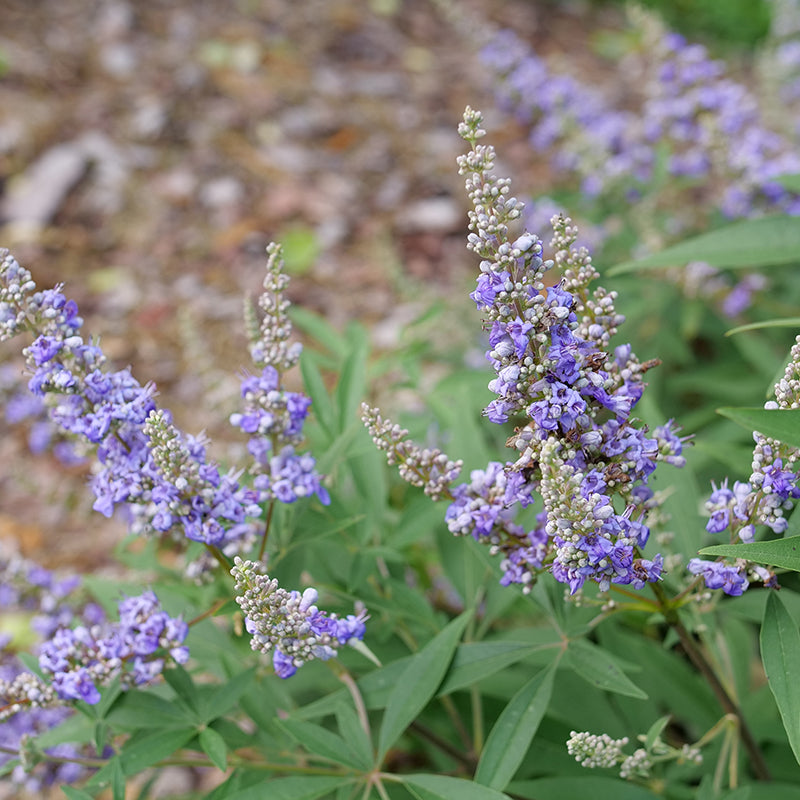 Close up of Rock Steady Chastetree purple bloom in late spring.