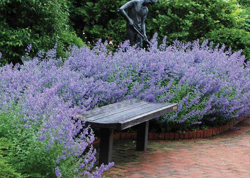 Bench surrounded by catmint flowers in a garden setting with a statue in the background.