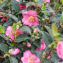 Close-up of Warm Hearted™ Pink camellia's pink flowers with green leaves on a blurred natural background