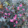 Pink flowers with green leaves on a Warm Hearted™ Pink camellia  bush
