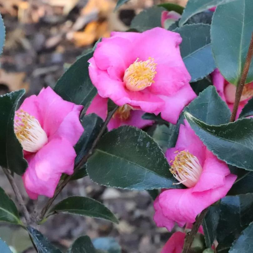 Close-up of Warm Hearted™ Pink camellia's pink flowers with green leaves on a blurred natural background