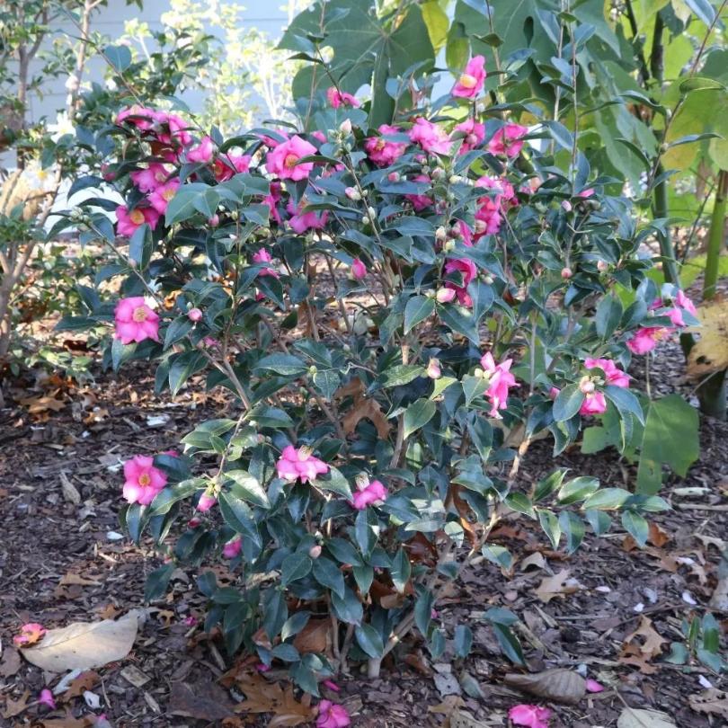 Pink flowers with green leaves on a Warm Hearted™ Pink camellia  bush
