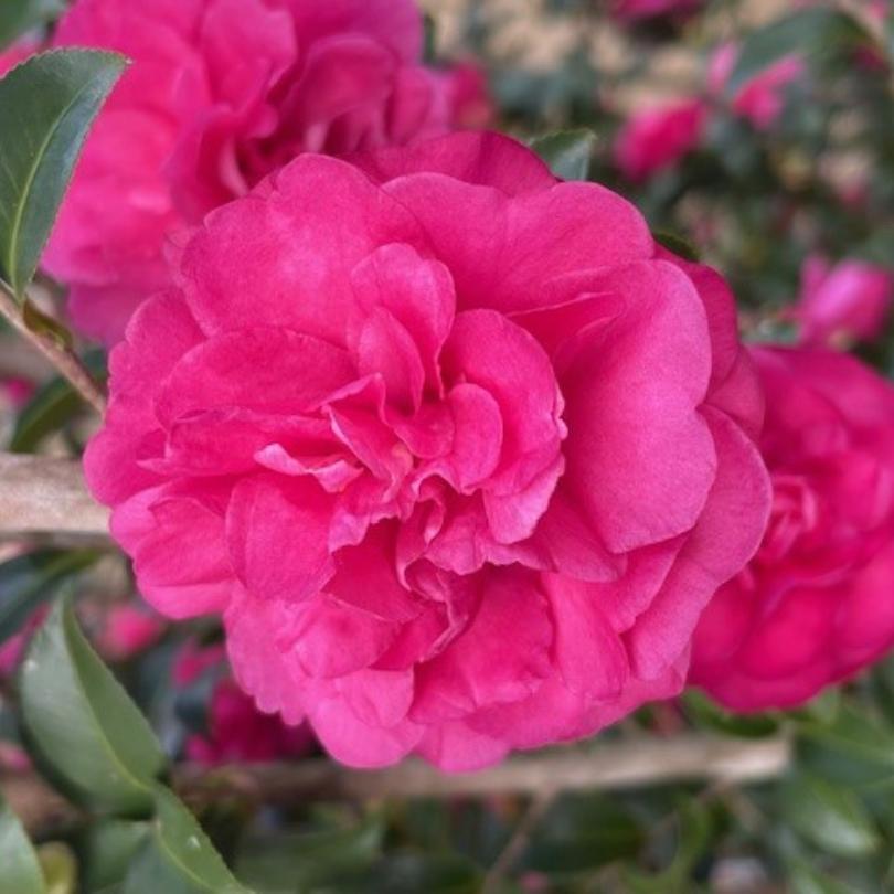 Gros plan sur la fleur rose vif du camélia Warm Hearted™ Ruby, avec des feuilles vertes en arrière-plan.