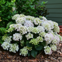 Light blue hydrangea flowers in a shady garden