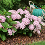 Beautiful pink hydrangea flowers planted in a garden hedge