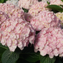 An array of delicate pink hydrangea flowers