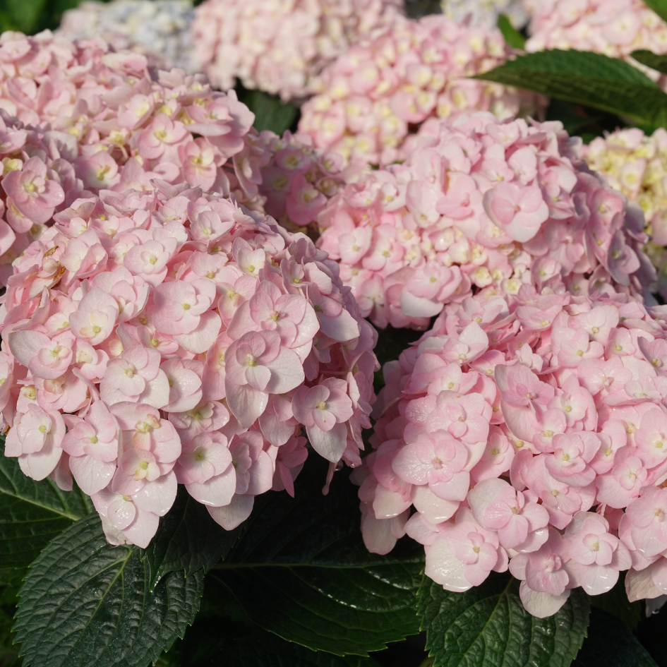 An array of delicate pink hydrangea flowers