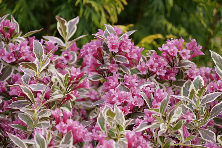 Pink weigela flowers