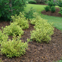 Bubbly Wine Weigela planted in the landscape. 