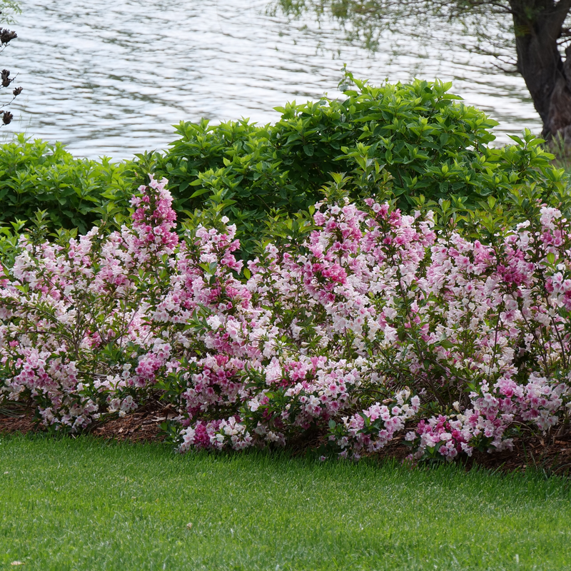 Czeckmark Trilogy Weigela as a border in the landscape. 