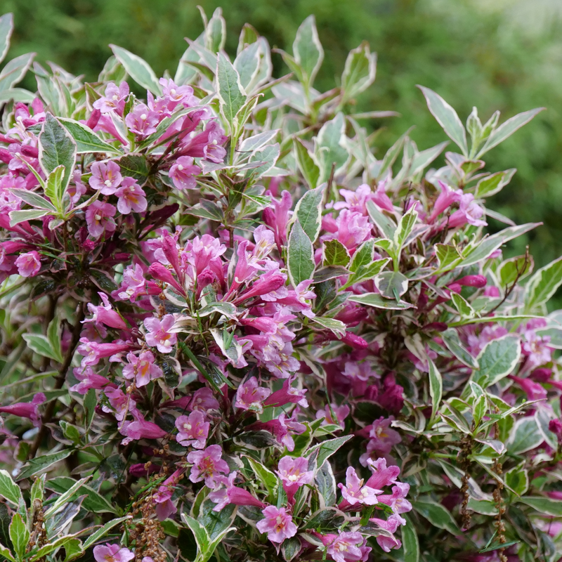 My Monet Purple Effect Weigela pops in the landscape with vibrant flowers and foliage