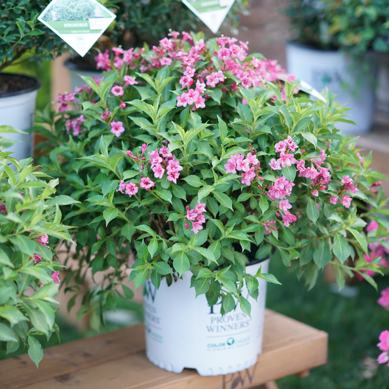 Extrait de Weigela rose foncé présenté dans un contenant d'un gallon. 