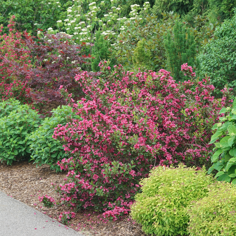 Sonic Bloom Punch Weigela adding a stunning pop of color in the landscape. 