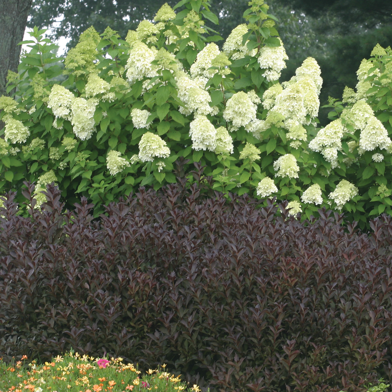 Wine & Roses Weigela foliage shown in front of a hydrangea. 
