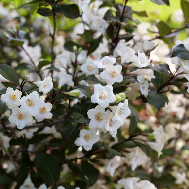 Fleurs blanches et feuillage sombre sur le Weigela Wine & Spirits. 