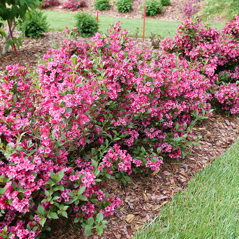 Sonic Bloom Punch Weigela hedge in the garden. 