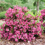 Sonic Bloom Punch Weigela shrub with dark pink blooms in summer.