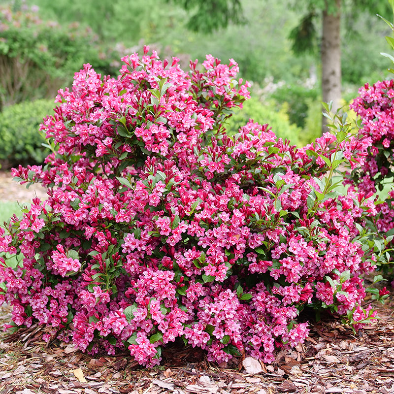 Sonic Bloom Punch Weigela shrub with dark pink blooms in summer.