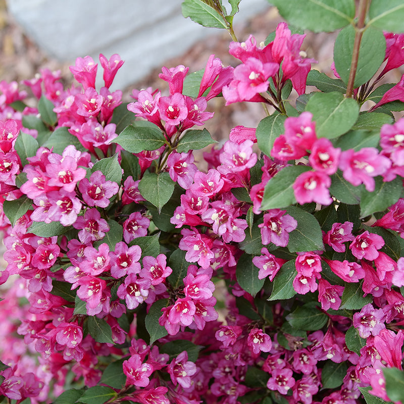 Close up of Sonic Bloom Punch Weigela bloom.