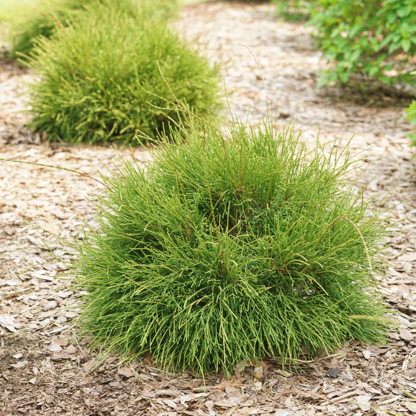 Dans un parterre recouvert de paillis, poussent trois spécimens de thuya 'Whip It Good', un conifère à feuillage filiforme inhabituel. 
