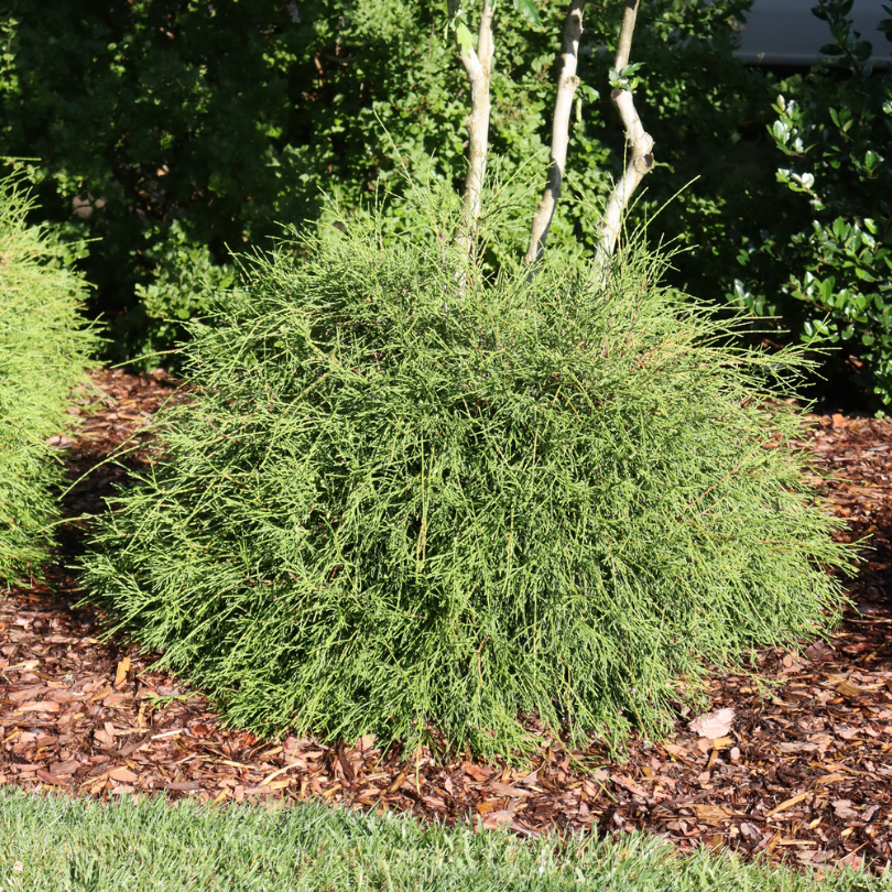 Un thuya 'Whip It Good' aux tiges inhabituelles en forme de fouet, planté devant un arbre et entouré de paillis.