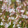 Close up of 'Whirling Butterflies' BeeBlossom's white flowers sitting atop reddish stems.