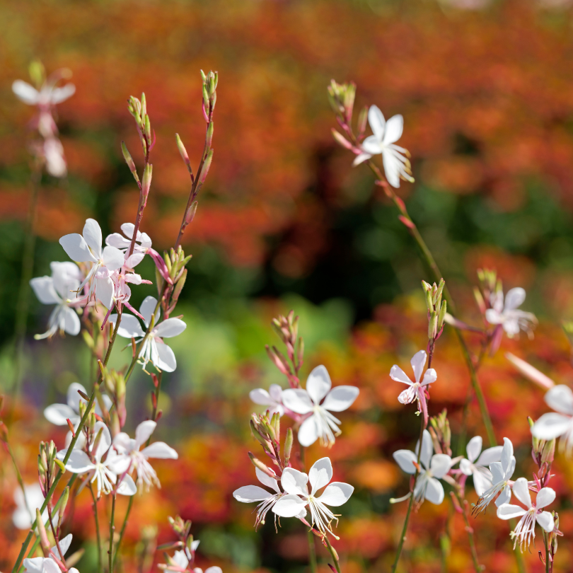The bright white flowers sit atop airy reddish stems, creating a graceful display as it sways in the wind.