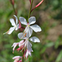 Close up of bright white flowers have reddish stems.