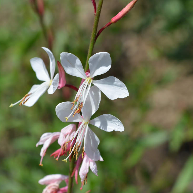 Close up of bright white flowers have reddish stems.