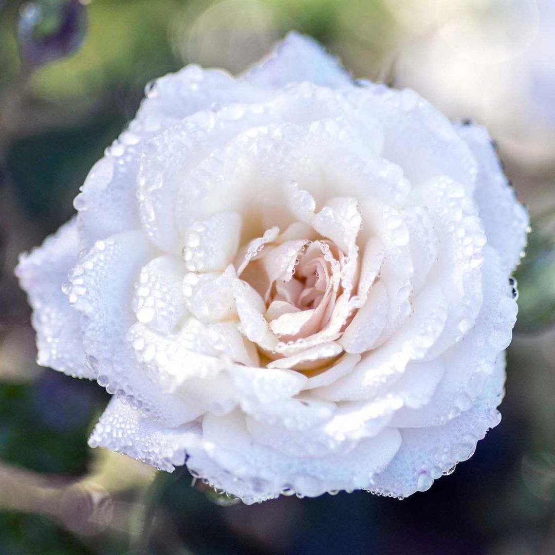 Close up of a White Drift Rose with its layered crisp white flower petals.