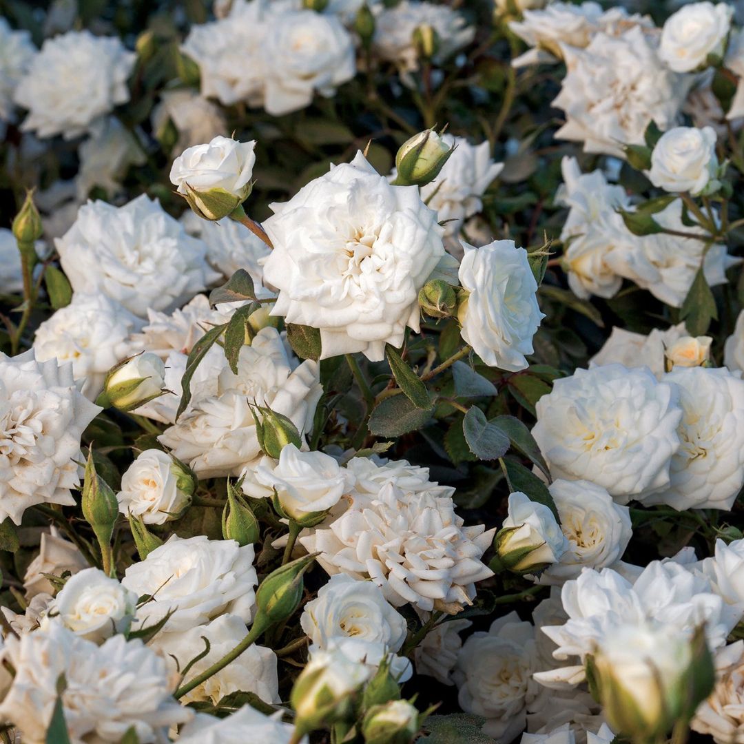 White Drift Rose compact and low growing many white flowers from spring through fall.