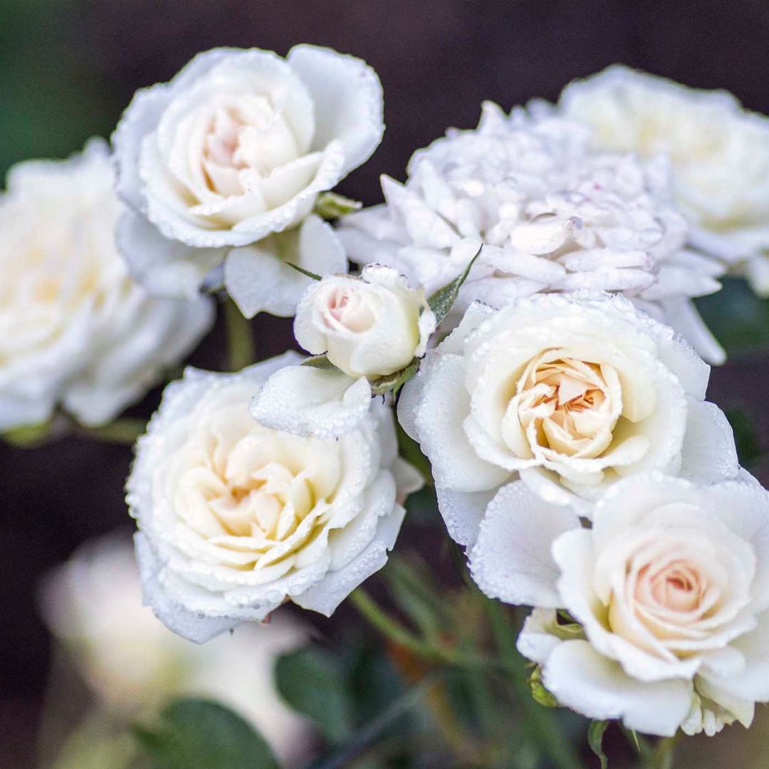 White Drift® Rose For Sale | Shrubs & Trees – Great Garden Plants