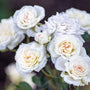 Close up of White Drift Rose compact and low growing many white flowers from spring through fall.