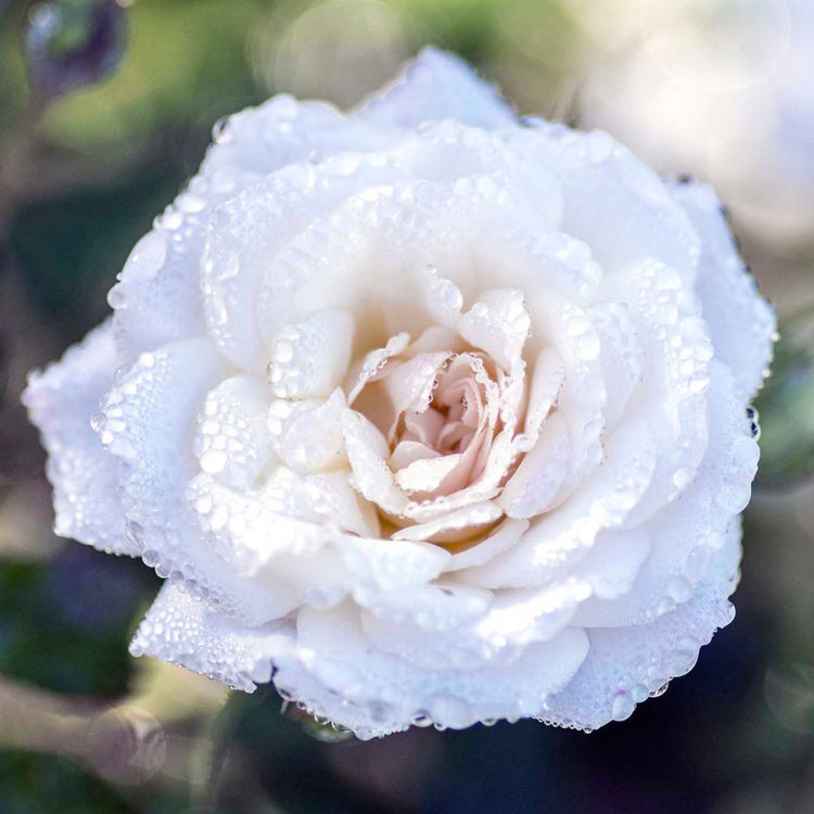 Close up of a White Drift Rose with its layered crisp white flower petals.