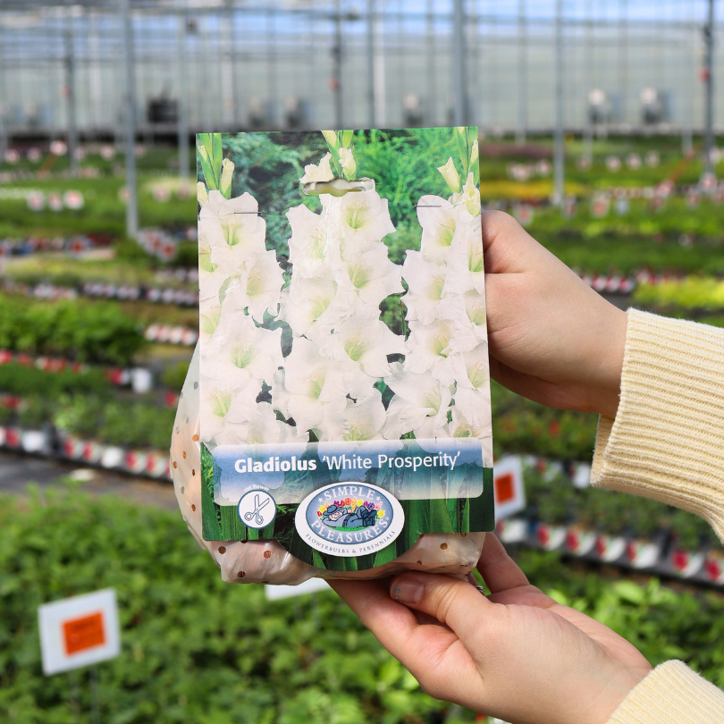 Person holding bag of white Gladiolus bulbs