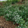 White wood aster as a ground cover under a tree