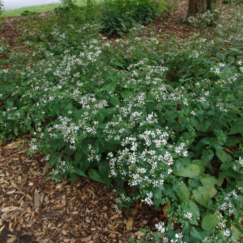 White wood aster as a ground cover under a tree