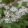 Close-up of white wood aster flowers with green leaves in the background