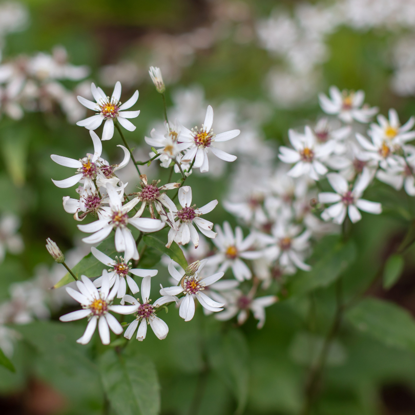 Close-up of white wood aster flowers with green leaves in the background