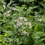 White wood aster flowers with green leaves on a blurred green background