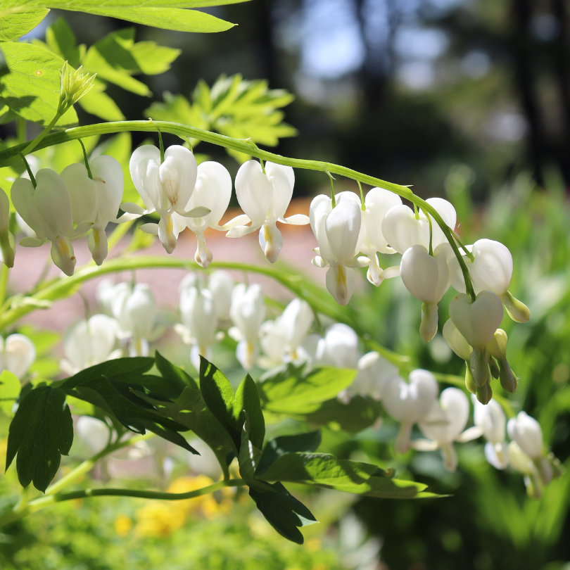 White heart-shaped flowers dangling off a Dicentra plant