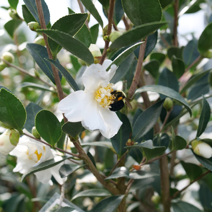 White camellia flower with a bee on a green leafy background