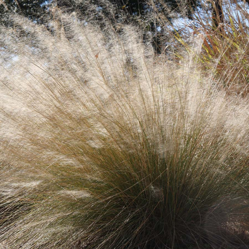 En automne, de grosses inflorescences aériennes créent un nuage brumeux d'un blanc crémeux au-dessus d'un fin feuillage bleu-vert.