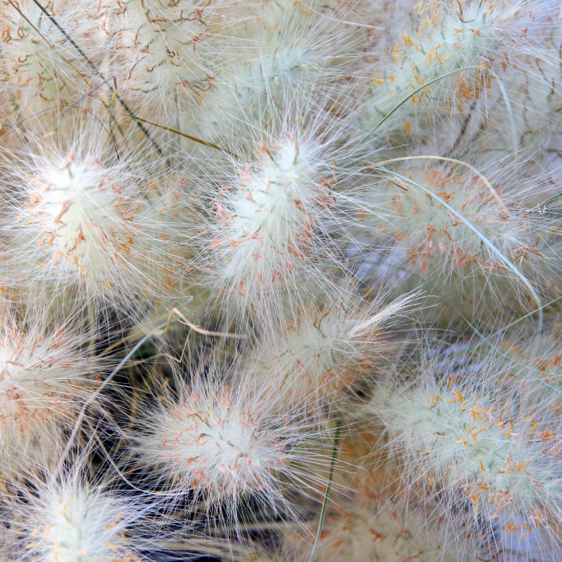 Un regard plus attentif sur les inflorescences duveteuses qui créent cette brume de fleurs blanches ondulantes.