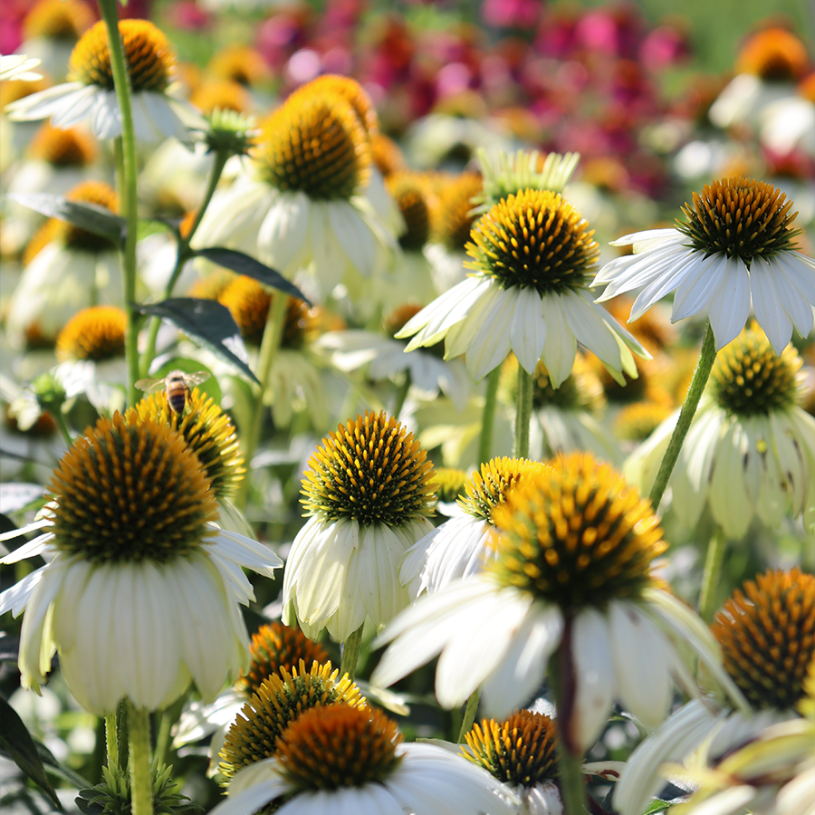 Up close image of white coneflowers with orange/green seed heads