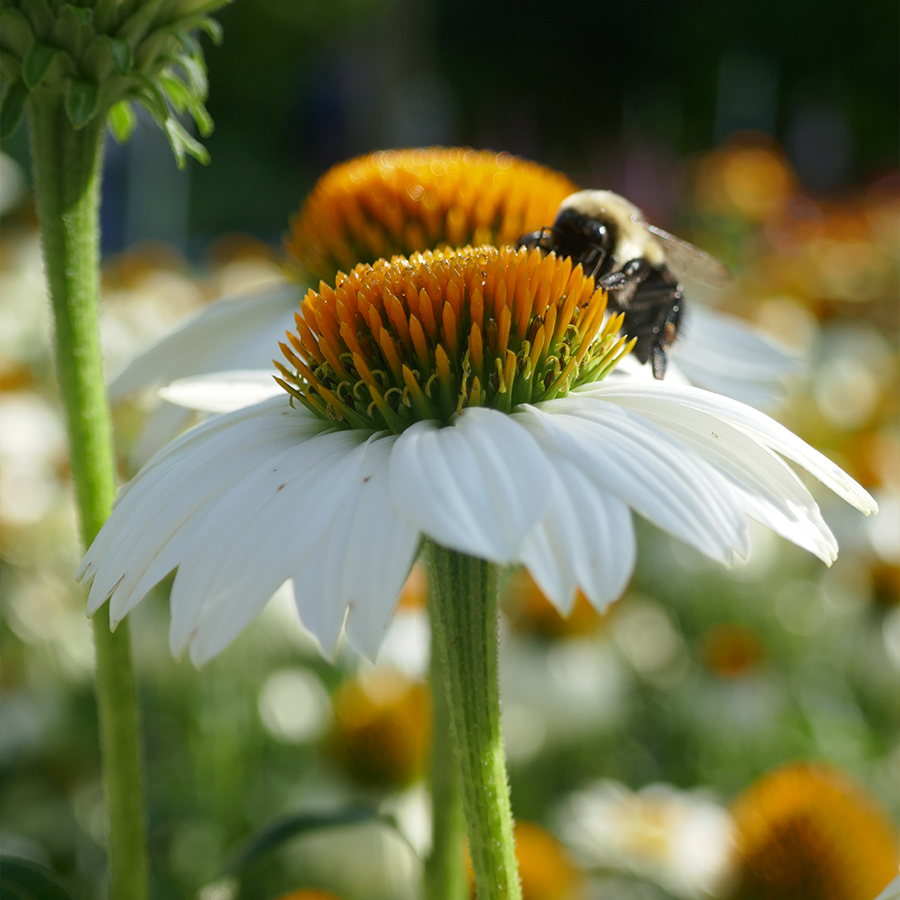 Up close image of bumble bee feeding on coneflower seed head